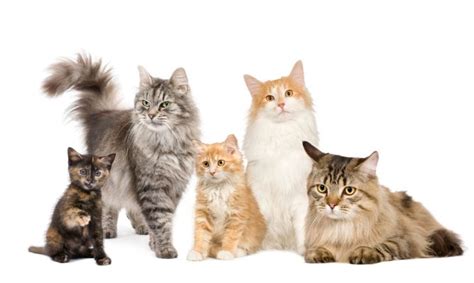 Gatos, información completa sobre los gatos y su cuidado