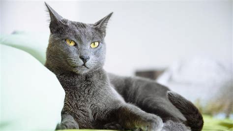 Gatos, información completa sobre los gatos y su cuidado