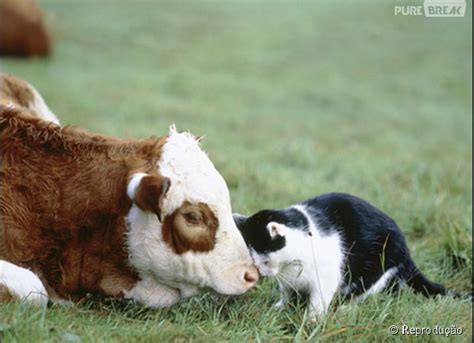 Gatos são animais bem sociáveis, até com vacas fazem ...
