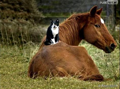 Gatos também gostam de andar a cavalo, tá?...