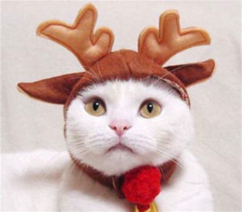 Gatos vestidos para Navidad | Blogodisea