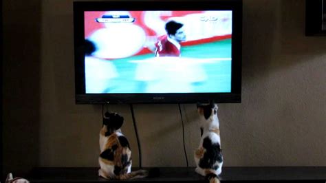 Gatos viendo TV fútbol   YouTube