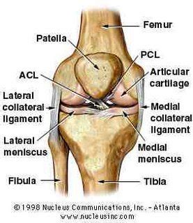 Gavinbiol3500: The Human Knee Ligaments