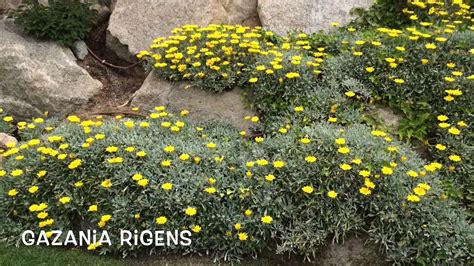 Gazania Rigens. Garden Center online Costa Brava Girona ...