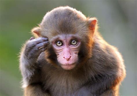 Gazing alike: Monkeys and humans share staring behaviour ...