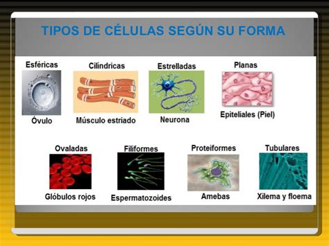 Generalidades de la celula