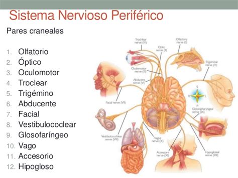 Generalidades del sistema nervioso 2