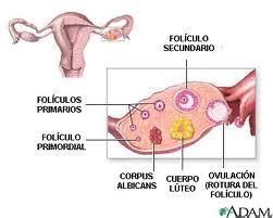 Genesis Jeraldi Villafranca: Ciclo ovárico o Ciclo menstrual