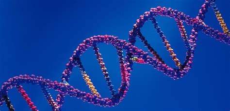 Genética  I : concepto de gen, genotipo, fenotipo, locus ...