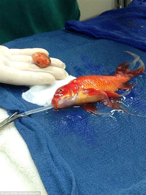 George the Goldfish has tumour removed by Melbourne ...