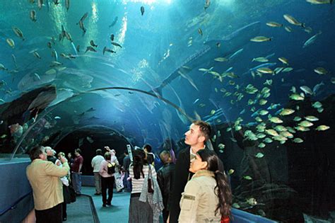Georgia Aquarium   Maior e Especies | Turismo   Cultura Mix