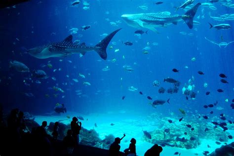 Georgia Aquarium plans major expansion to open in 2020 ...