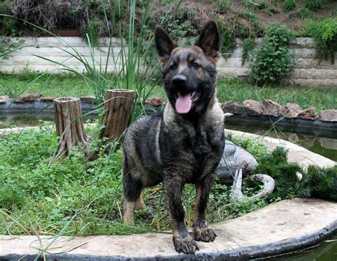 German Shepherd Male Black Sable : Female German Shepherd ...