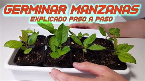 Germinar Manzanas Rápido || Sembrar y Cultivar Manzana ...