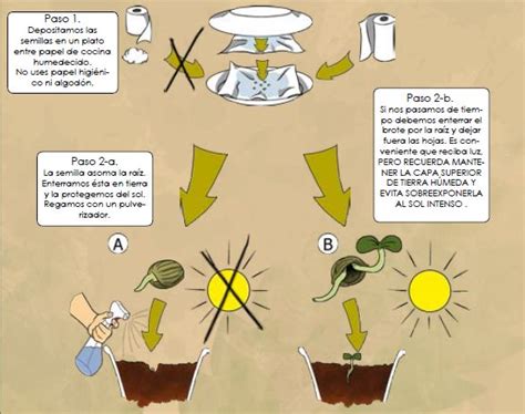 germinar semillas de marihuana paso a paso