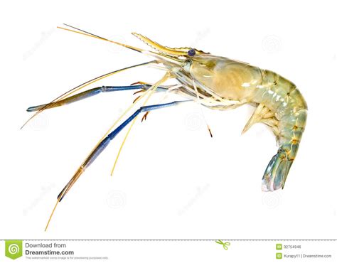 Giant freshwater prawn stock photo. Image of fresh, cooked ...