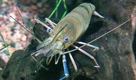 Giant Freshwater Prawn Strain That Grows 25 Percent Faster ...