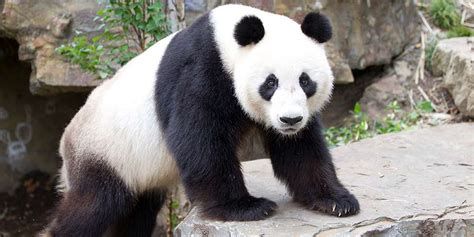 Giant Panda Facts   Adelaide Zoo