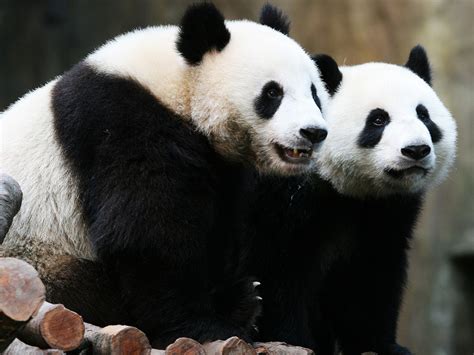 Giant pandas are no longer  endangered , global experts ...