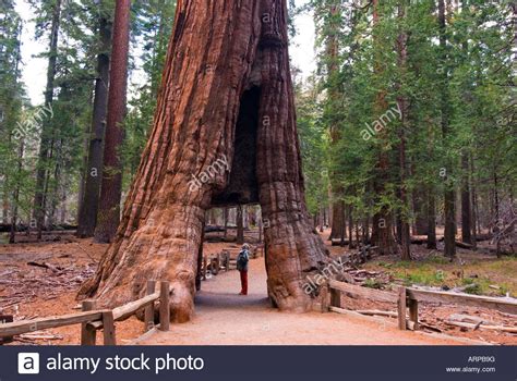 Giant Sequoias: Mariposa Grove   sweetheartlanej.over blog.com