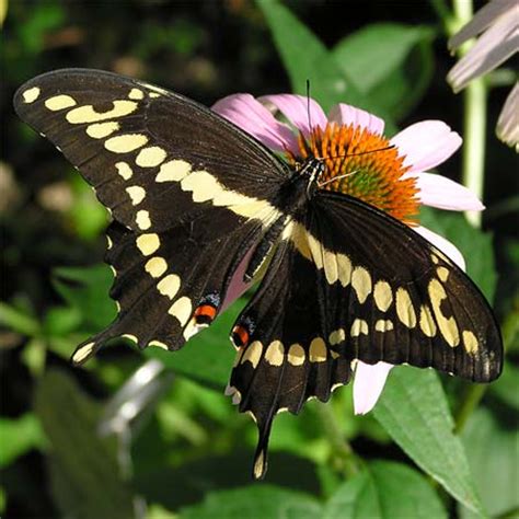 Giant Swallowtail Butterflies, Caterpillars, Chrysalis ...
