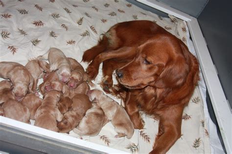 GingerSnaps are 1 day old!! Golden Retriever puppies ...