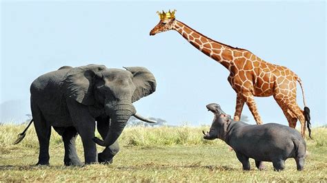 Girafa, Elefante e Hipopótamo  Encontros Pesados   YouTube