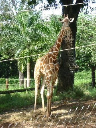 Girafa   Picture of Mayaguez Zoo, Mayaguez   TripAdvisor
