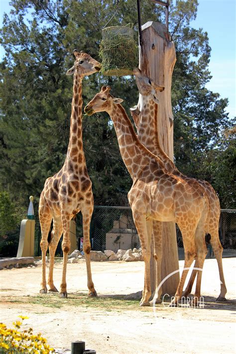 Girafas no Zoo Jardim Zoológico de Lisboa 22 03 2012 Foto ...