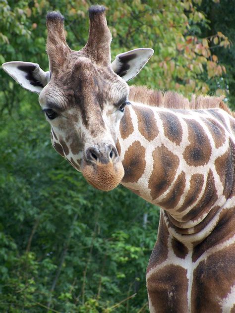 Giraffa camelopardalis rothschildi   Wikipedia, la ...