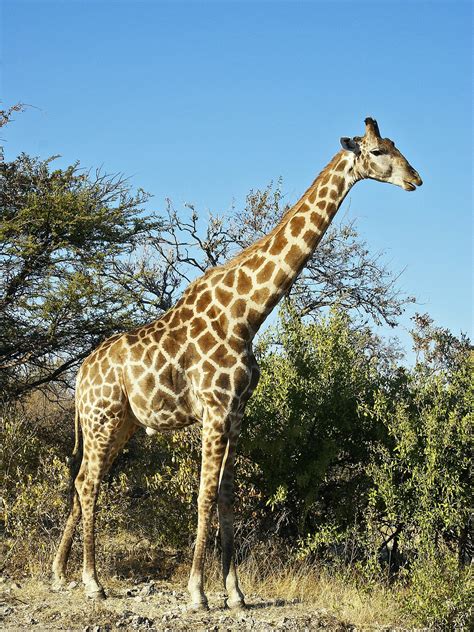 Giraffa camelopardalis   Wikipedia, la enciclopedia libre