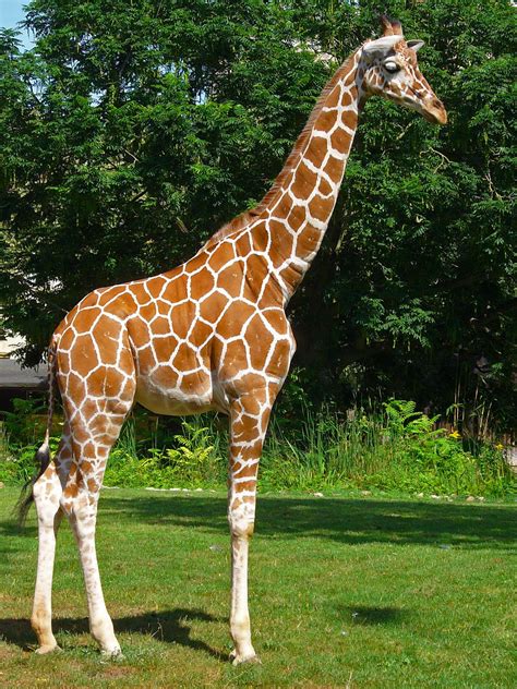 Giraffa reticulata   Wikipedia, la enciclopedia libre