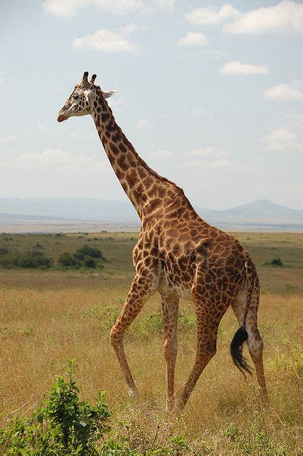Giraffe 2 | ANIMALES | Pinterest | Animales y Jirafas