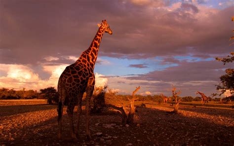 Giraffe Achtergronden | HD Wallpapers