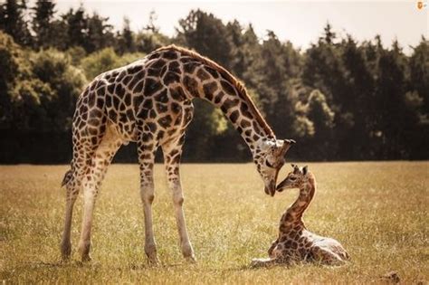 Giraffe And Baby Giraffe Pictures, Photos, and Images for ...