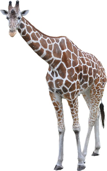 Giraffe Animal African · Free photo on Pixabay