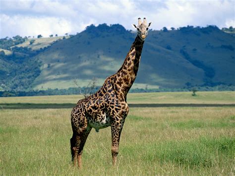 Giraffe | Animal State