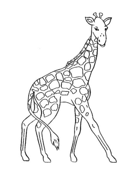 Giraffe Coloring Pages 2 | Coloring Pages To Print