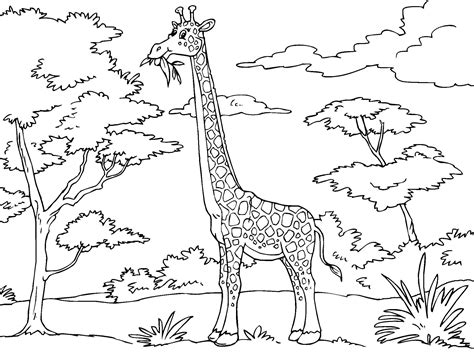 Giraffe Coloring Pages   Bestofcoloring.com