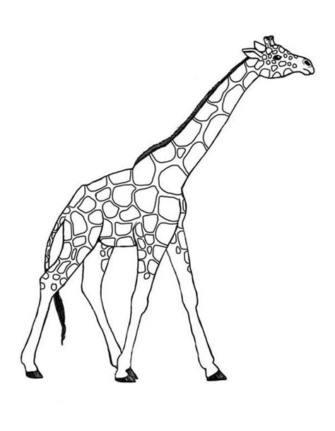 Giraffe Coloring Pages   Gianfreda.net