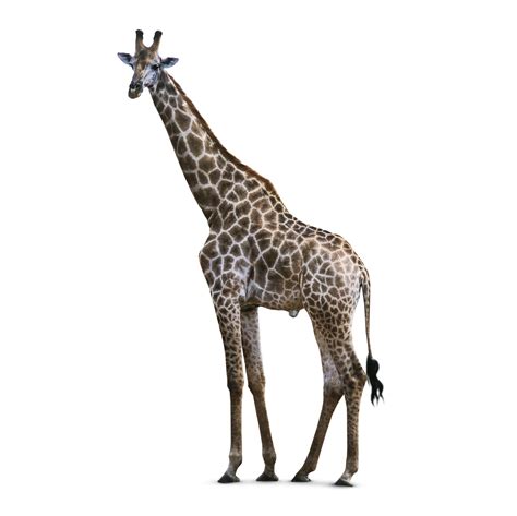 Giraffe Facts For Kids | How Tall Is A Giraffe | DK Find Out