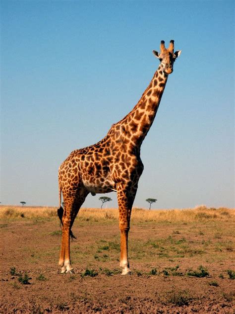 Giraffe Facts, History, Useful Information and Amazing ...