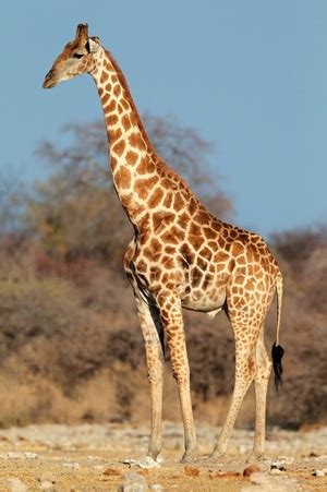 Giraffe Facts & Photos