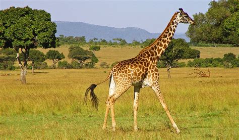 Giraffe   Facts, Sounds, Diet & Habitat Information