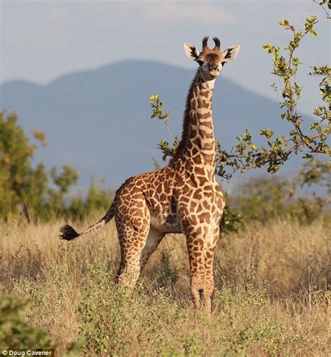 Giraffe genes reveal they rely upon turbo charged heart ...