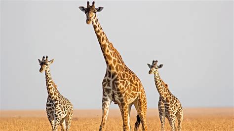 Giraffe genome reveals clues to sky scraping height ...