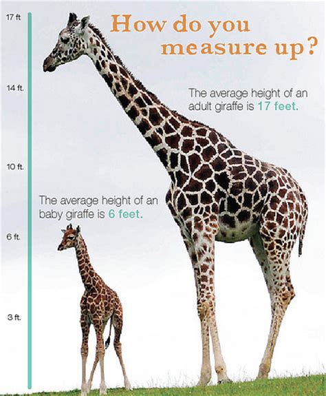 giraffe height panel | Flickr   Photo Sharing!