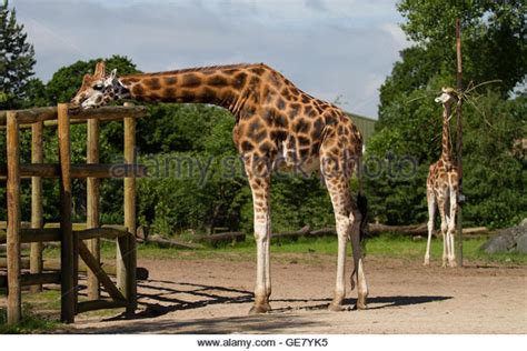 Giraffe Height Stock Photos & Giraffe Height Stock Images ...