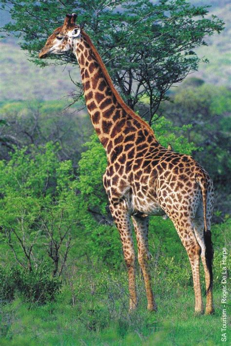 giraffe information