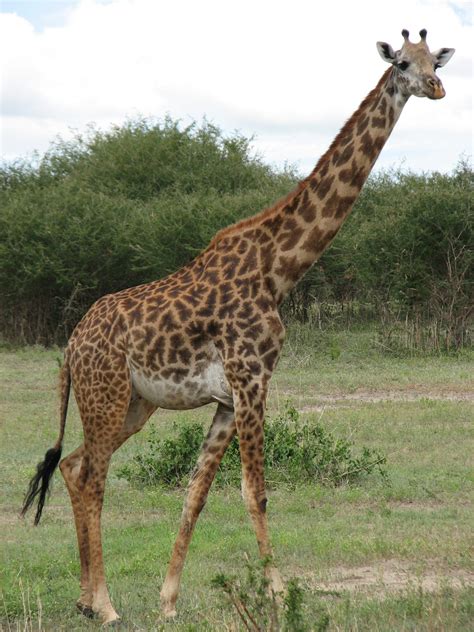 Giraffe Pictures, Images, Photos